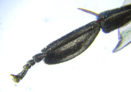 Nematus septentrionalis