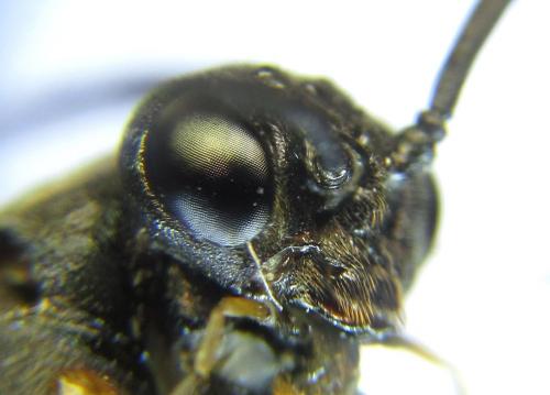 Nematus septentrionalis