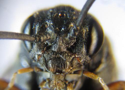 Nematus septentrionalis