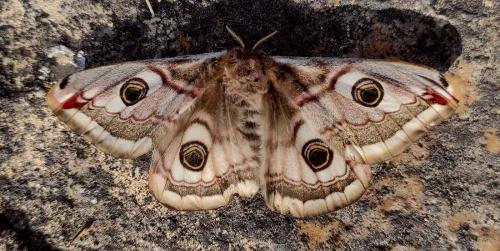 Réf. 281 353 : Saturnia pavonia