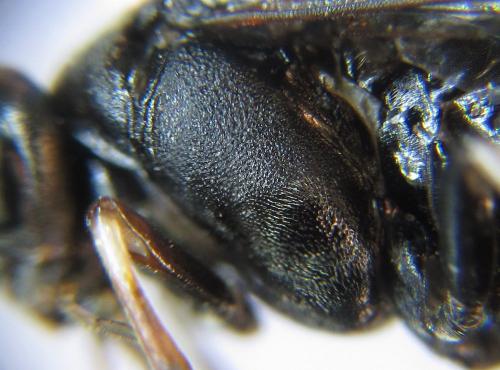 Nematus septentrionalis