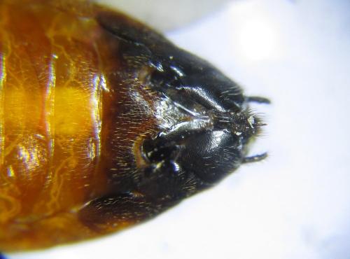 Réf. 281 238 : Nematus septentrionalis
