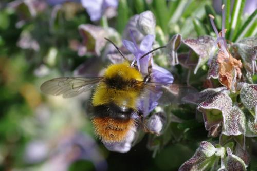 Réf. 281 650 : Bombus pratorum