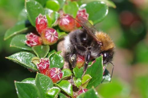 Bombus hypnorum
