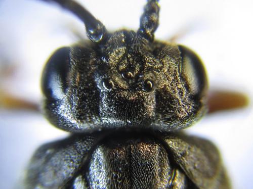 Nematus septentrionalis