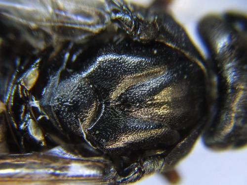 Nematus septentrionalis