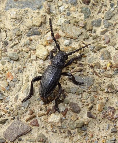 Réf. 281 203 : Iberodorcadion seoanei seoanei
