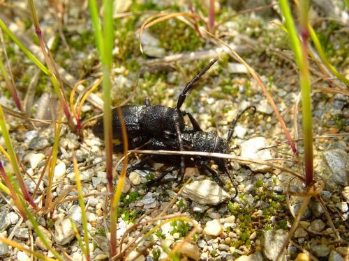 Réf. 281 490 : Iberodorcadion seoanei seoanei