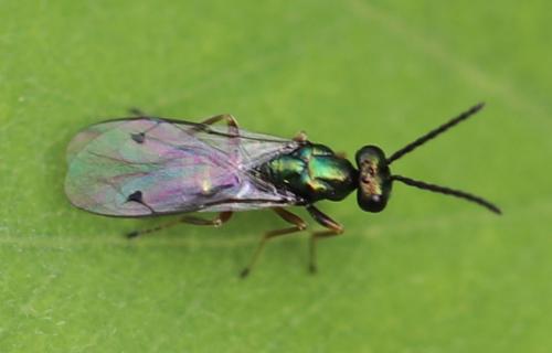 Réf. 281 532 : Miscogastrinae inconnu