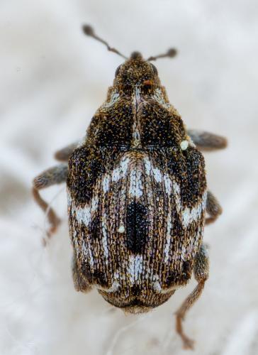 Microplontus campestris
