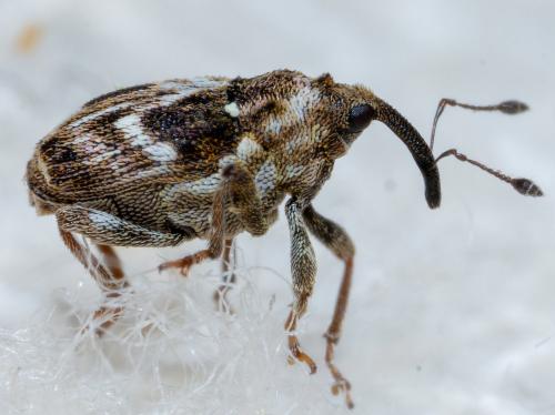 Microplontus campestris
