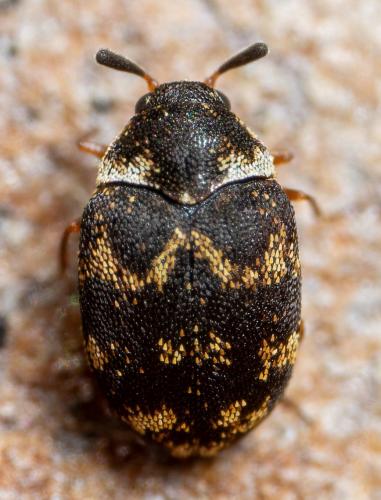 Réf. 281 986 : Anthrenus fuscus
