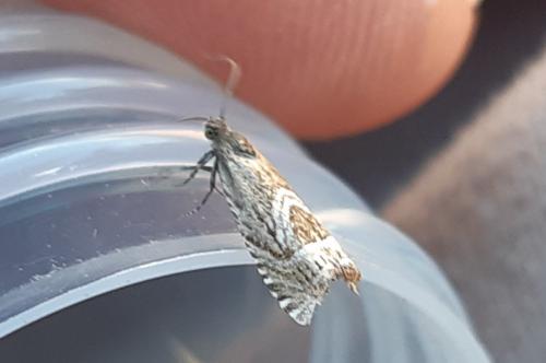 Grapholita jungiella