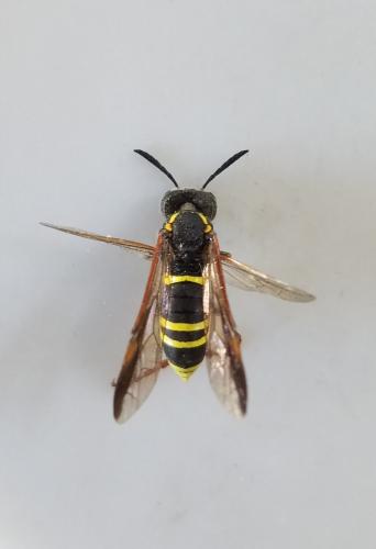 Réf. 281 769 : Tenthredo vespa