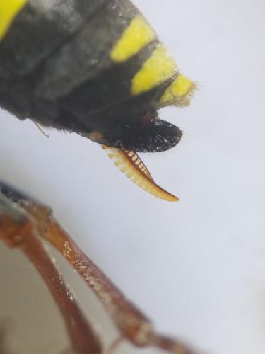 Tenthredo vespa