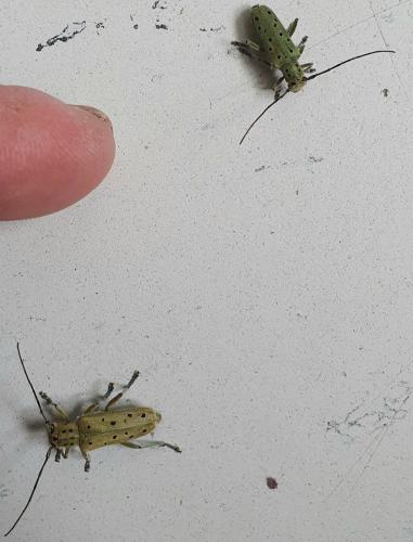 Réf. 281 440 : Saperda punctata