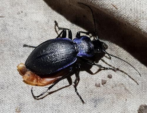 Réf. 281 704 : Carabus problematicus