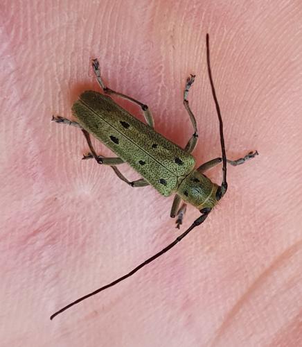 Saperda octopunctata