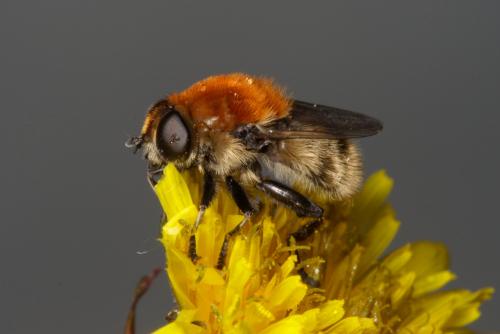 Réf. 281 767 : Merodon equestris