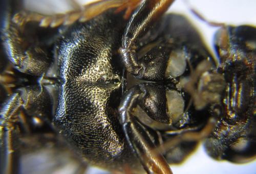 Nematus septentrionalis