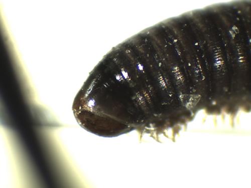 Cylindroiulus sp.