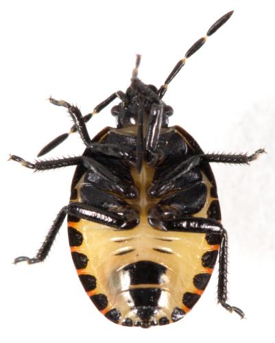 Réf. 281 124 : Tritomegas bicolor