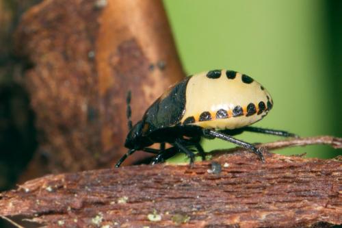 Réf. 281 123 : Tritomegas bicolor
