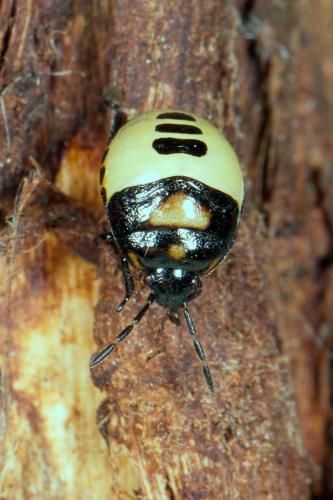 Réf. 281 122 : Tritomegas bicolor