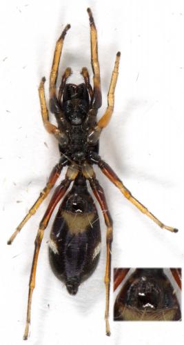Leptorchestes berolinensis