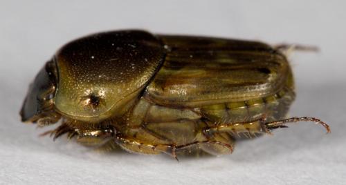 Réf. 281 559 : Euoniticellus fulvus