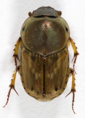 Réf. 281 558 : Euoniticellus fulvus