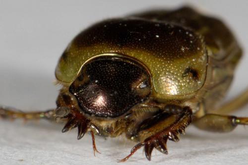 Réf. 281 560 : Euoniticellus fulvus