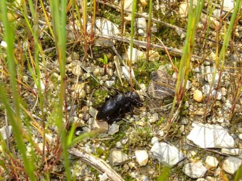 Réf. 281 489 : Iberodorcadion seoanei seoanei