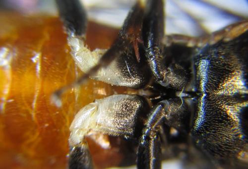 Nematus septentrionalis
