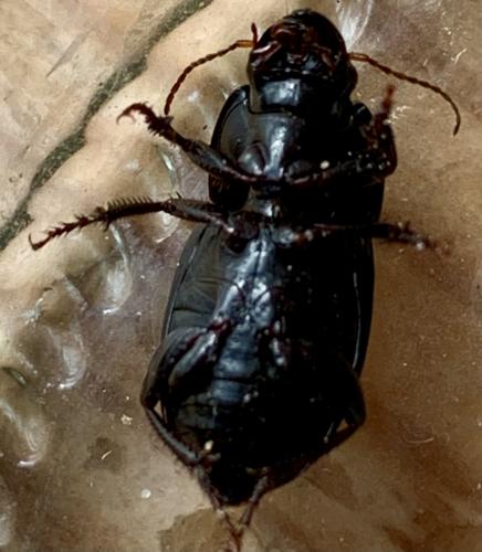 Réf. 281 419 : Harpalus sp.