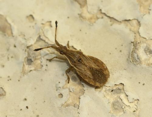 Réf. 281 348 : Spathocera lobata