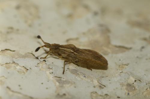 Réf. 281 349 : Spathocera lobata