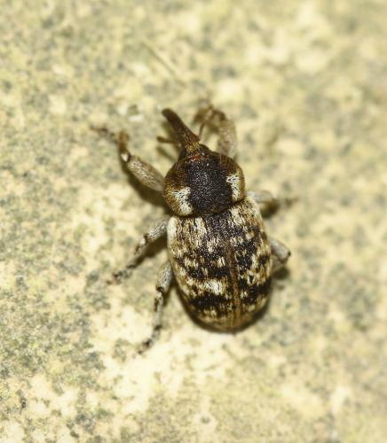 Réf. 281 333 : Pachytychius sparsutus