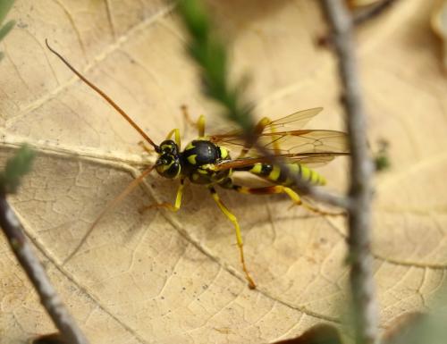 Banchus sp.