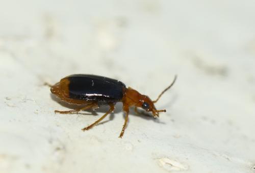 Réf. 281 777 : Lebia marginata