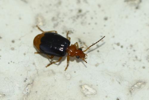 Réf. 281 778 : Lebia marginata