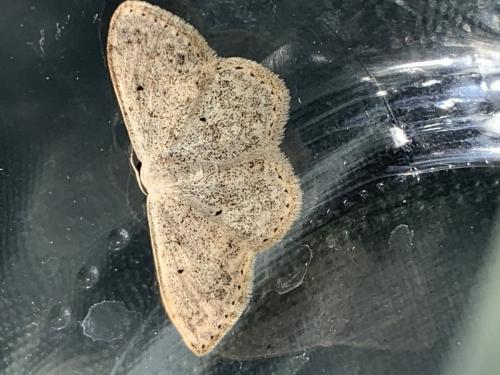 Réf. 281 444 : Scopula marginepunctata