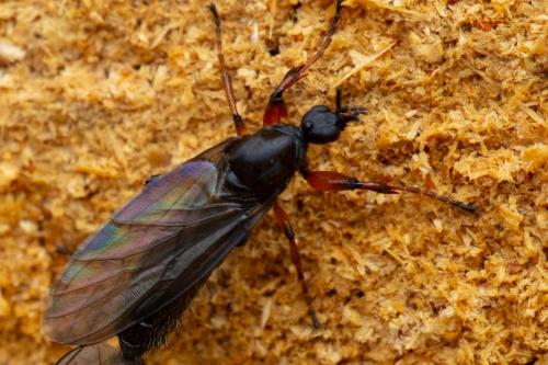 Réf. 281 083 : Bibio lanigerus