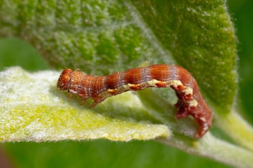 Erannis defoliaria
