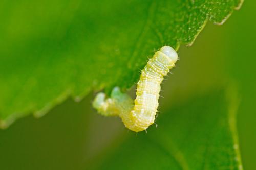 Agriopis leucophaearia