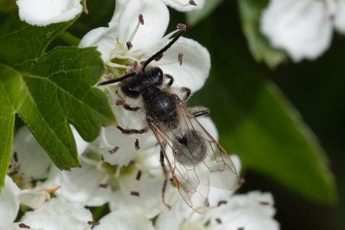 Andrena sp.