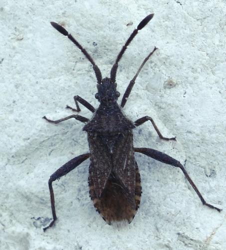 Coriomeris sp.