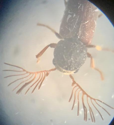 Ptilinus pectinicornis