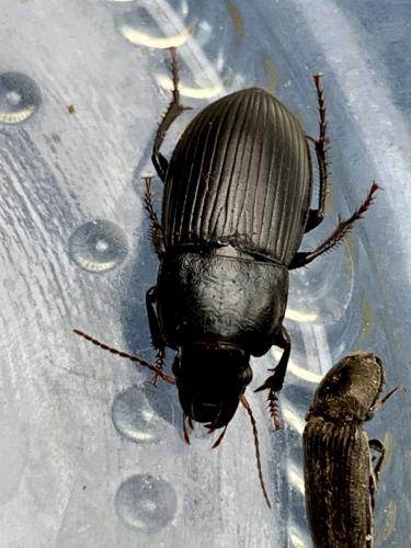 Réf. 281 217 : Harpalus sp.