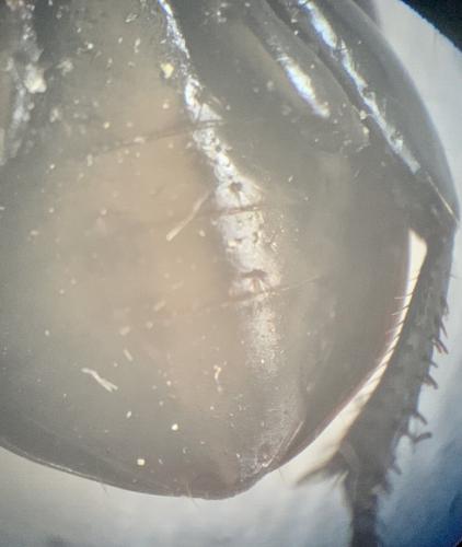 Harpalus sp.